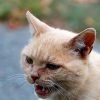 Cats Felines Animals Beige Anger  - GAIMARD / Pixabay