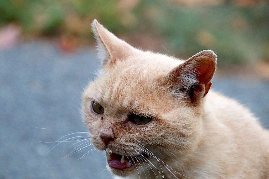 Cats Felines Animals Beige Anger  - GAIMARD / Pixabay