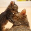 Cats Mother Cat Kitten Love  - ermaltahiri / Pixabay