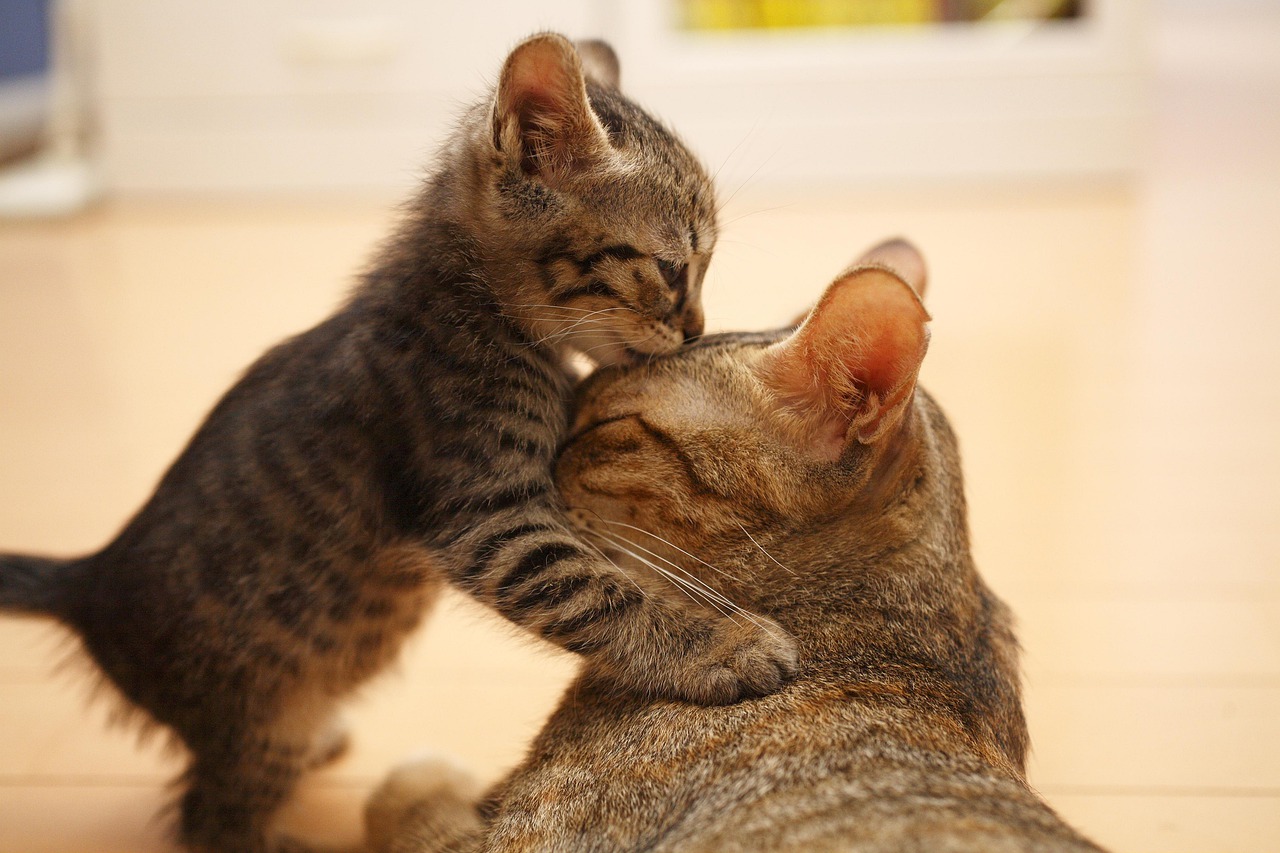 Cats Mother Cat Kitten Love  - ermaltahiri / Pixabay