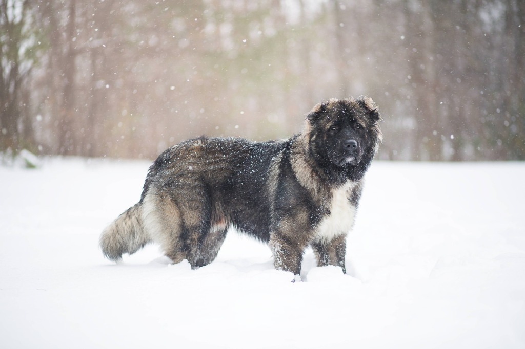 Caucasian Shepherd Dog Dog Snow  - RebaSpike / Pixabay