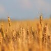 Cereals Wheat Field Crops Plants  - GoranH / Pixabay