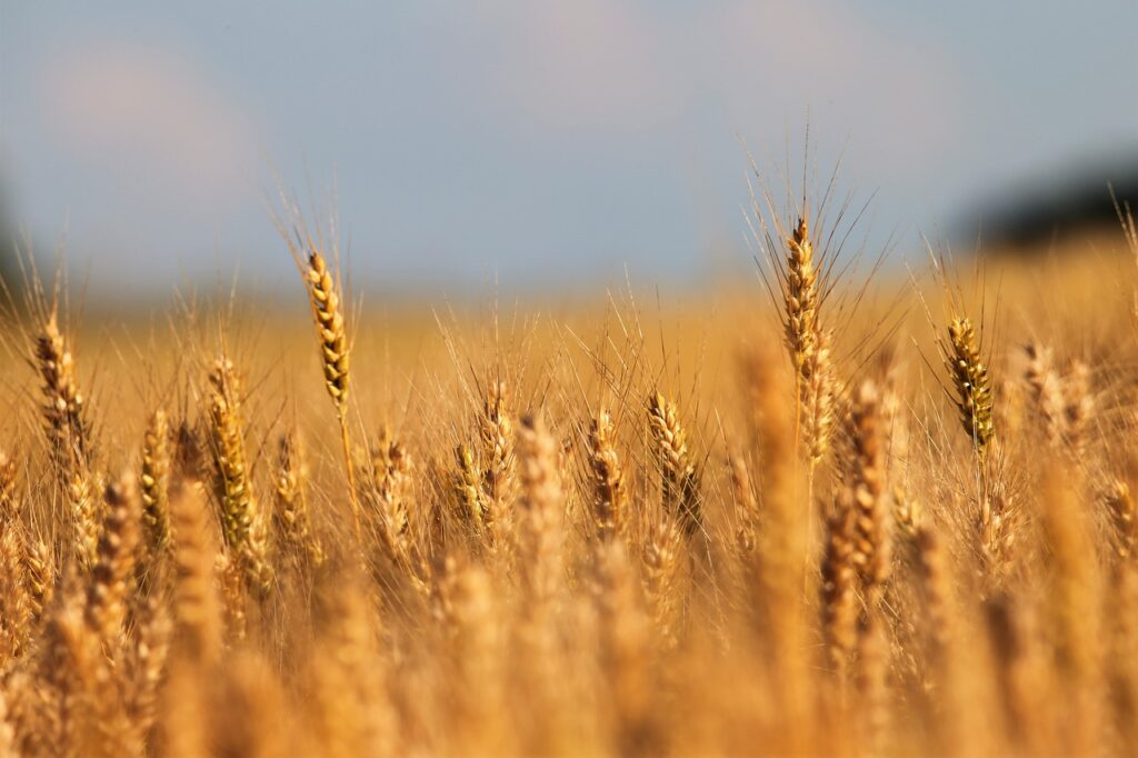 Cereals Wheat Field Crops Plants  - GoranH / Pixabay