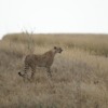 Cheetah Animal Safari Predator  - JanPhimself / Pixabay