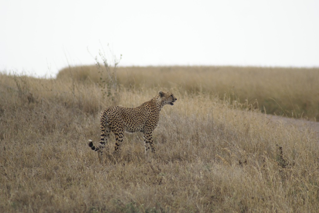 Cheetah Animal Safari Predator  - JanPhimself / Pixabay