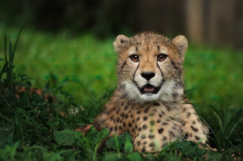 Cheetah Feline Spots Wildlife  - Rethinktwice / Pixabay
