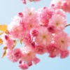 Cherry Blossom Japanese Cherry Smell  - Hans / Pixabay