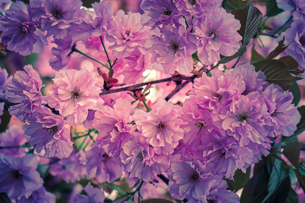 Cherry Blossom Japanese Spring Pink  - fietzfotos / Pixabay