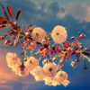 Cherry Blossom Japanese Tree Spring  - fietzfotos / Pixabay