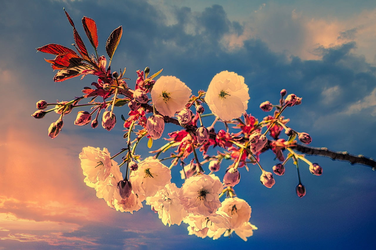 Cherry Blossom Japanese Tree Spring  - fietzfotos / Pixabay