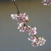 Cherry Blossom Tree Flowers Spring  - Kranich17 / Pixabay