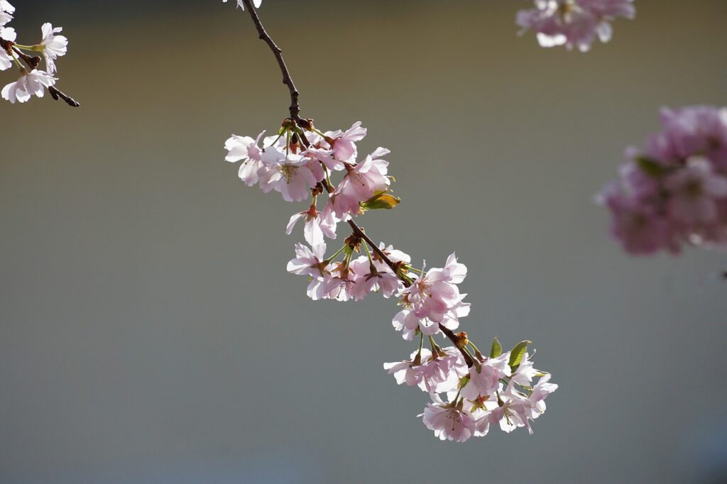 Cherry Blossom Tree Flowers Spring  - Kranich17 / Pixabay