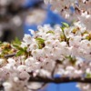Cherry Blossoms Flowers Buds  - on35tomoe / Pixabay