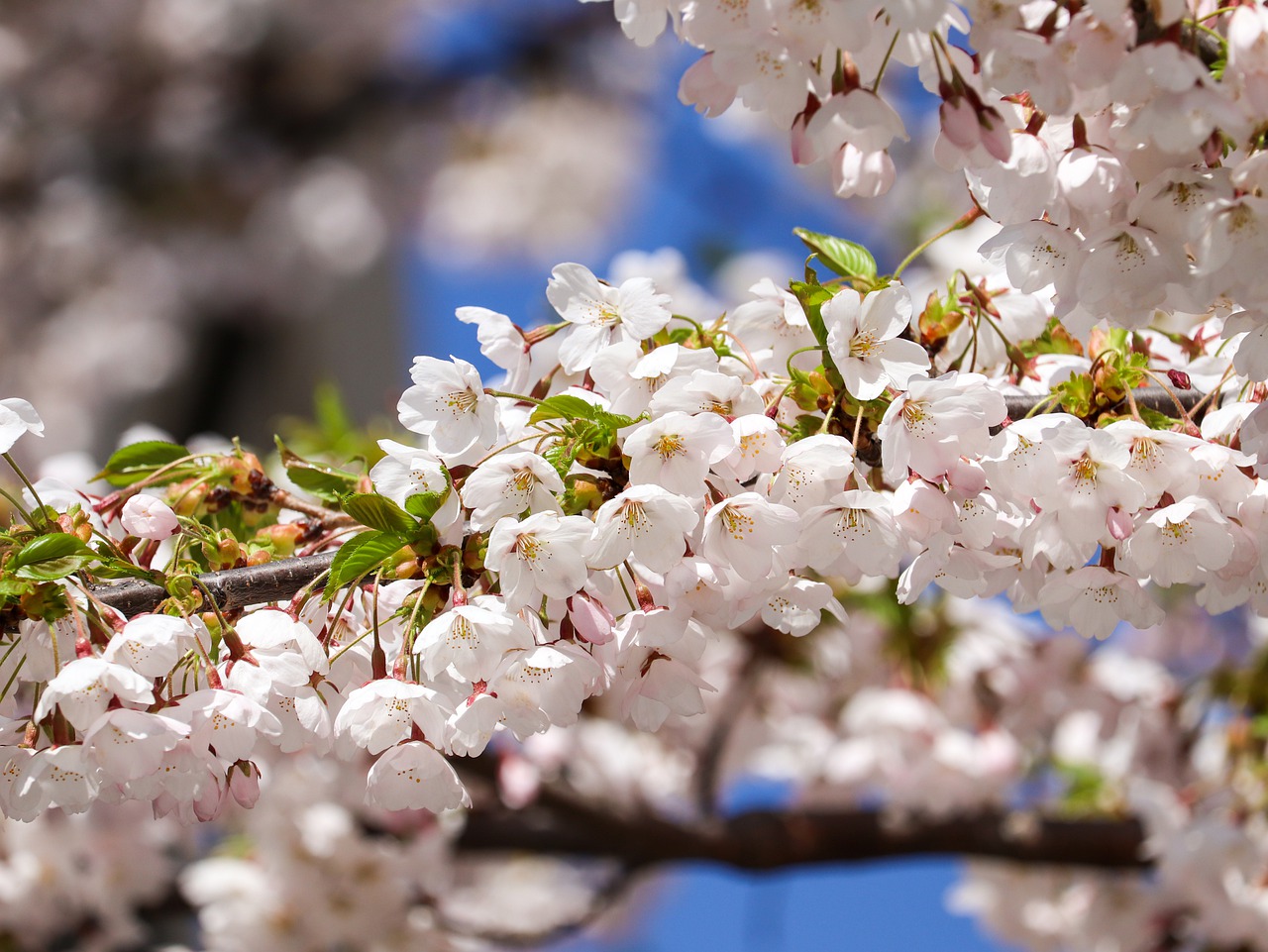 Cherry Blossoms Flowers Buds  - on35tomoe / Pixabay