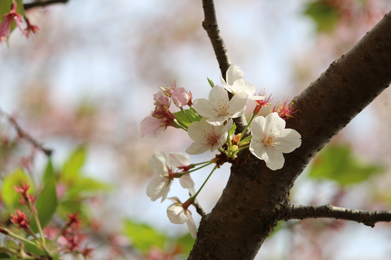 Cherry Blossoms Flowers Spring - betty55 / Pixabay