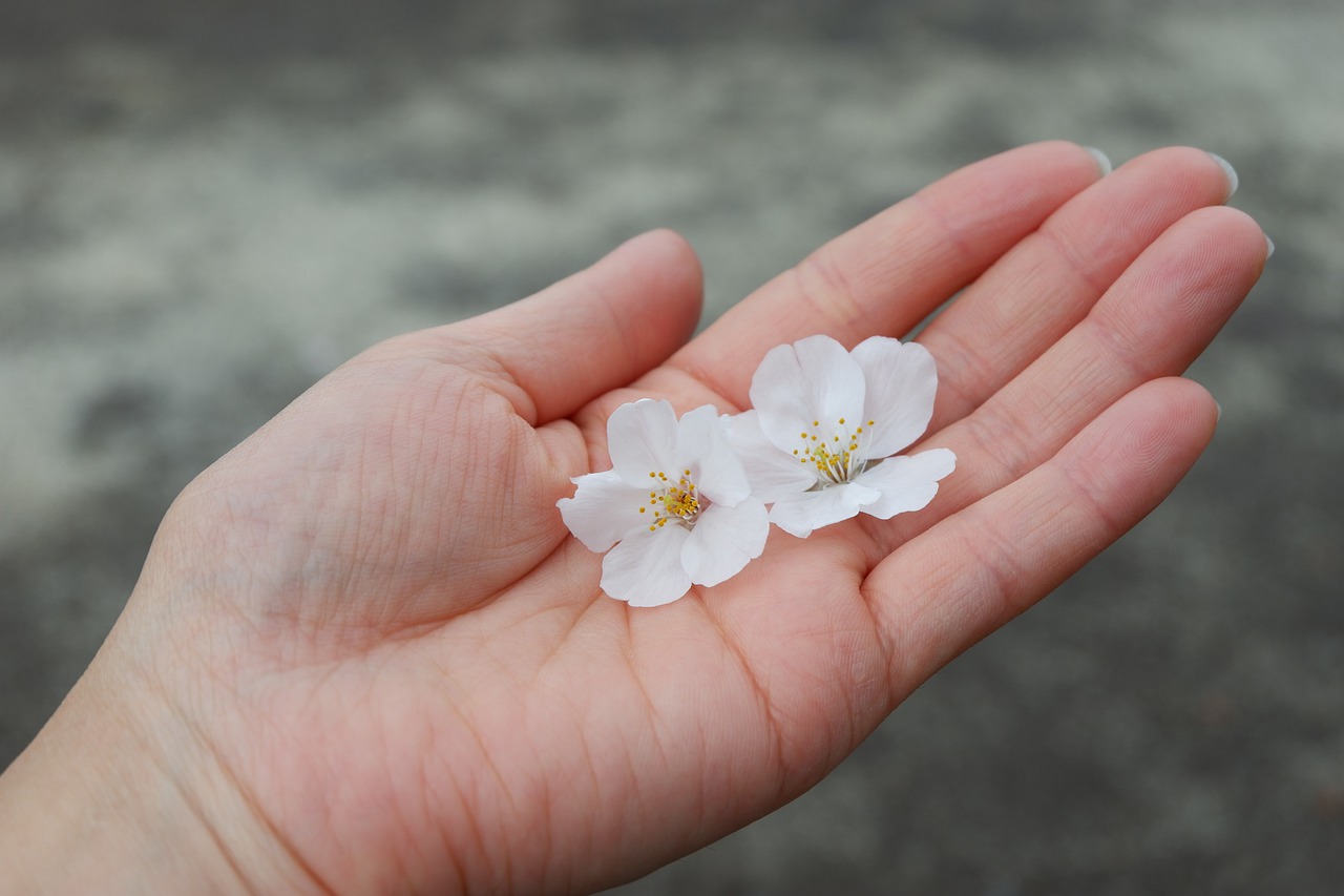 Cherry Blossoms Japan Spring  - haru_525 / Pixabay