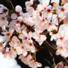 Cherry Blossoms Pink Flowers Sakura  - klop0 / Pixabay