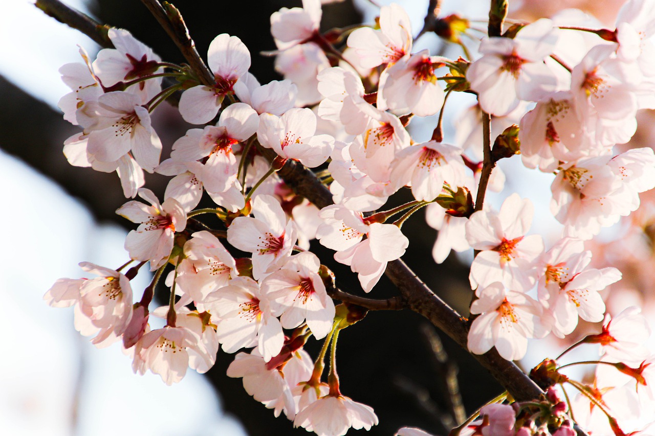 Cherry Blossoms Pink Flowers Sakura  - klop0 / Pixabay