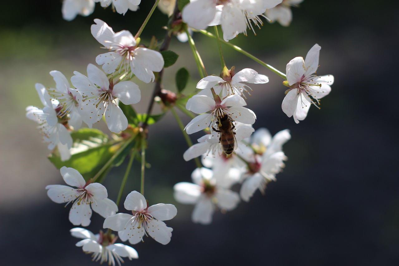 Cherry Blossoms Sakura Flowers - Beats_Beats / Pixabay