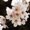 Cherry Blossoms Sakura Pink Flowers  - leegenhyung / Pixabay