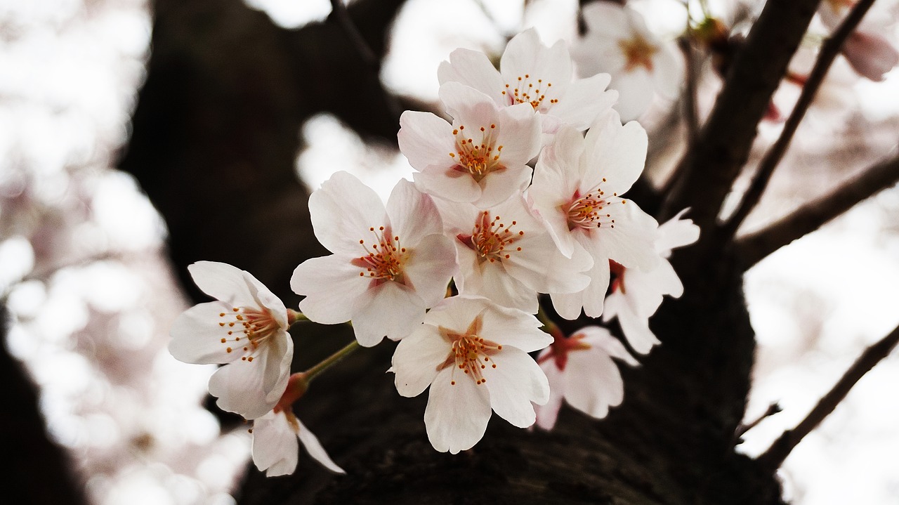 Cherry Blossoms Sakura Pink Flowers  - leegenhyung / Pixabay