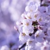 Cherry Blossoms Sakura White Flowers  - dep377 / Pixabay