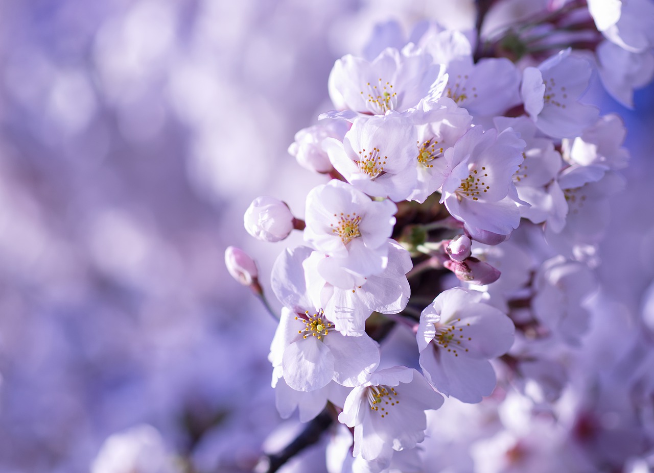 Cherry Blossoms Sakura White Flowers  - dep377 / Pixabay