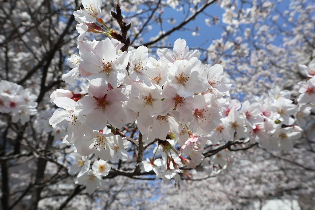Cherry Blossoms Spring  - emwai / Pixabay