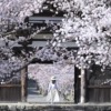 Cherry Blossoms Temple Japan Woman  - yamabon / Pixabay
