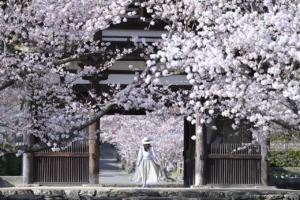 Cherry Blossoms Temple Japan Woman  - yamabon / Pixabay