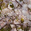 Cherry Blossoms White Flowers Sakura  - ichimi / Pixabay