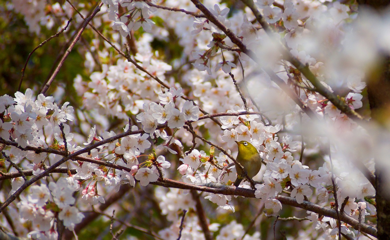 Cherry Blossoms White Flowers Sakura  - ichimi / Pixabay
