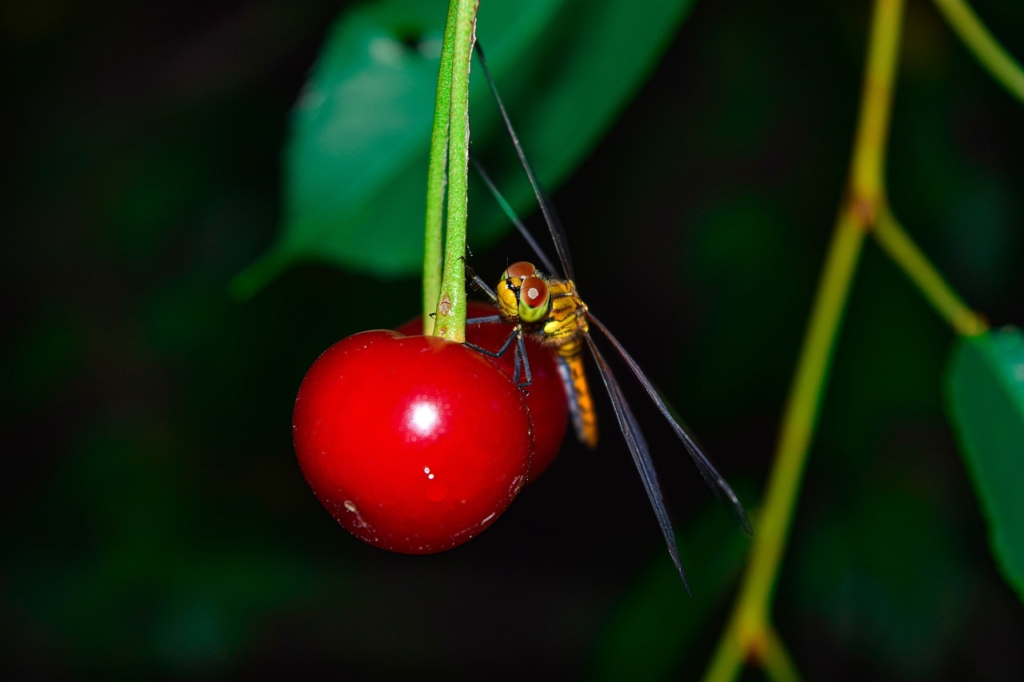 Cherry Fruit Dragonfly Insect  - Dmitry_Bukhantsov / Pixabay