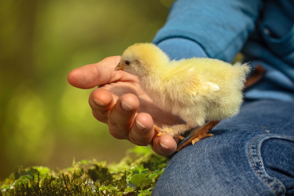 Chick Chicken Hand Bird  - salofoto / Pixabay