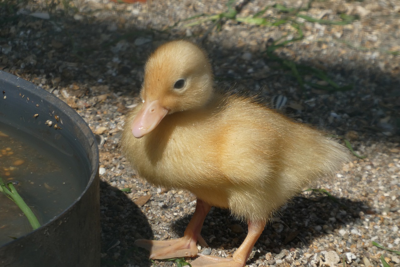 Chick Drinking Cute Chicken - Elsemargriet / Pixabay