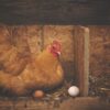 chicken hen eggs poultry animal 1867521