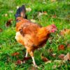 Chicken Poultry Cattle Nature Farm  - matthiasboeckel / Pixabay