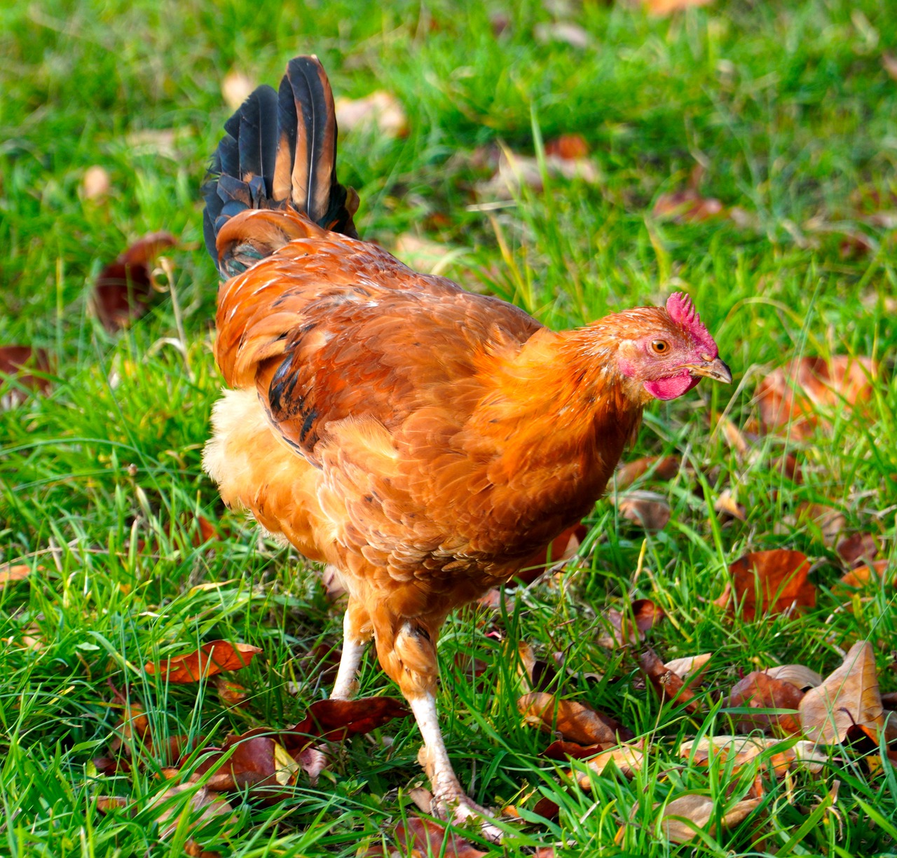 Chicken Poultry Cattle Nature Farm  - matthiasboeckel / Pixabay