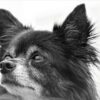Chihuahua Dog Doggy Small Sweet  - Mylene2401 / Pixabay