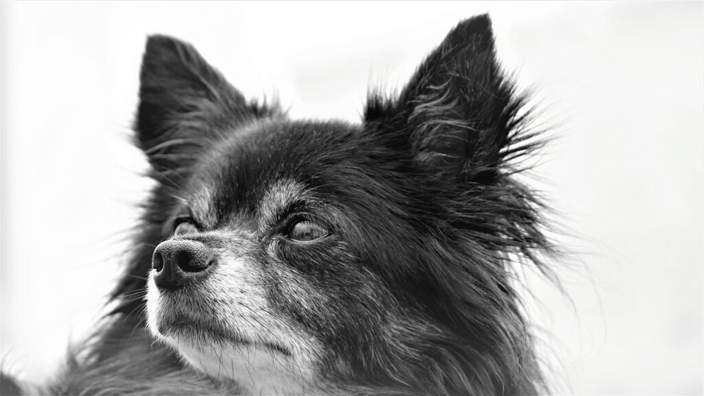 Chihuahua Dog Doggy Small Sweet  - Mylene2401 / Pixabay