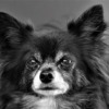 Chihuahua Dog Small Cute  - Mylene2401 / Pixabay