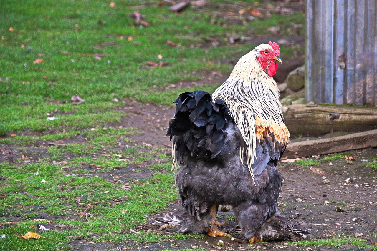 Chiken Brahma Chicken Bird Hen  - furbymama / Pixabay