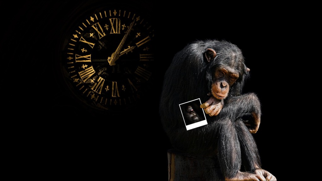 Chimpanzee Clock Photograph Time  - MARTYSEB / Pixabay