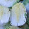 Chinese Cabbage Vegetable Harvest  - allybally4b / Pixabay