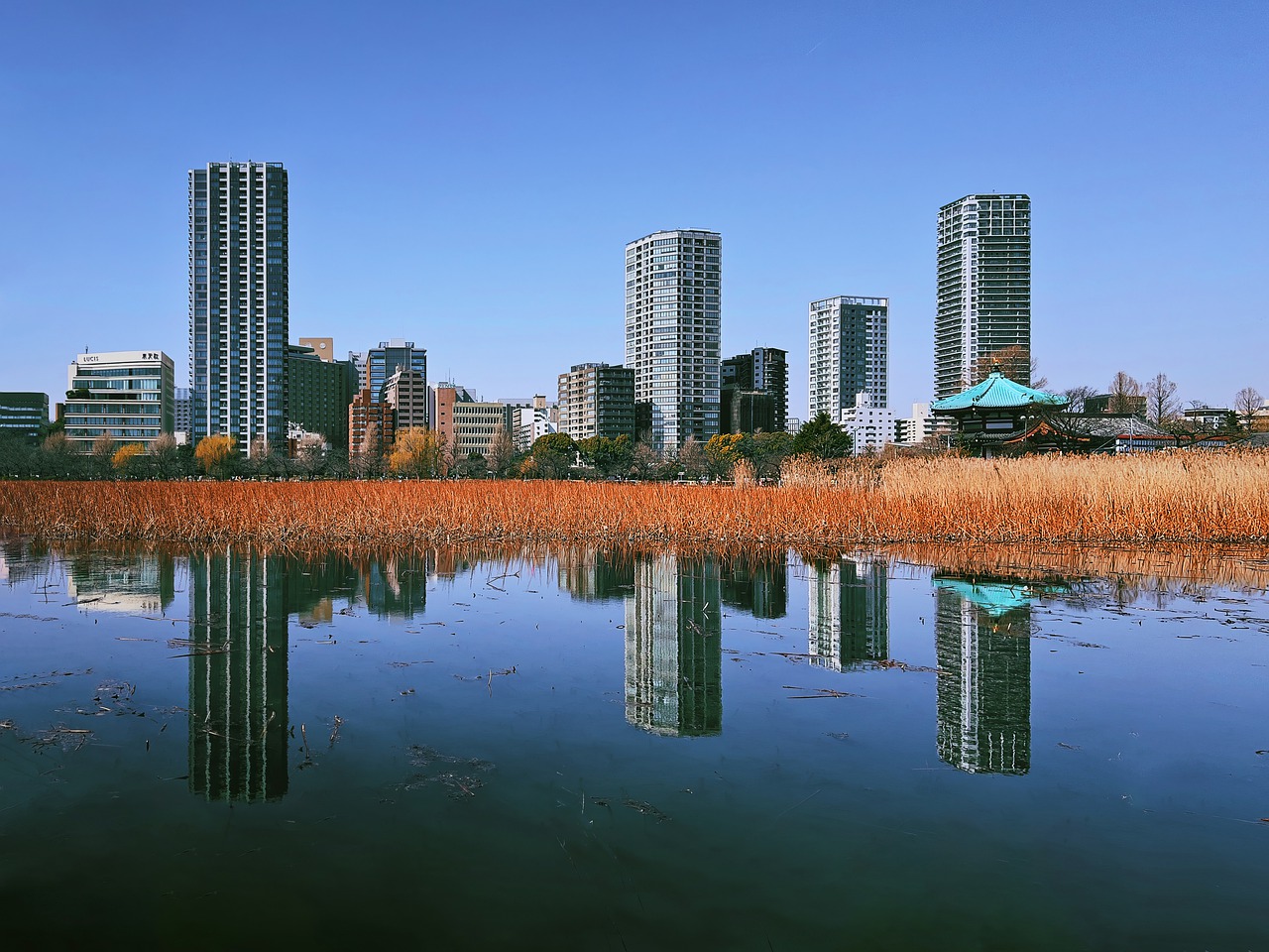 City Shinobazu Pond Japan Pond  - thedlkr / Pixabay