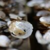 Clam Shell Mussels Lake Nature  - emminum / Pixabay