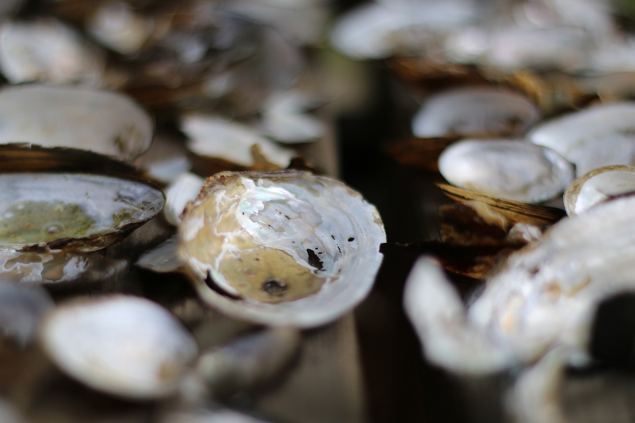 Clam Shell Mussels Lake Nature - emminum / Pixabay