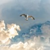 Clouds Thunderstorm Gull Bird  - monika1607 / Pixabay