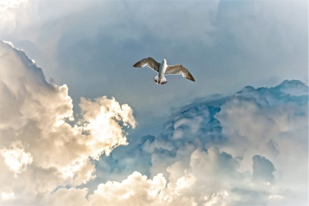 Clouds Thunderstorm Seagull Bird  - monika1607 / Pixabay