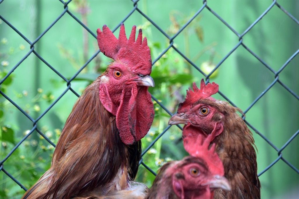Cocks Chickens Birds Comb Poultry  - artellliii72 / Pixabay